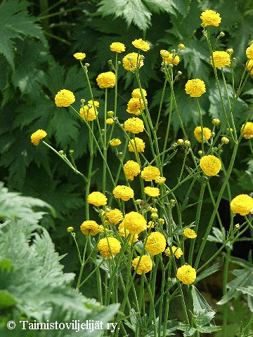 Ranunculus acris 'Flore Pleno'